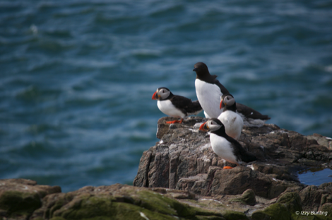 Puffins and guillemot, Inner Farne, Northumberland